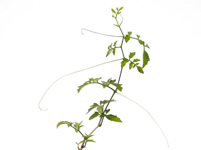 Cyphostemma Laza | Vitaceae