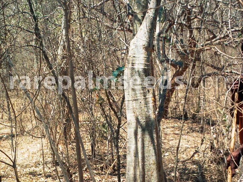 Cyphostemma Laza | Vitaceae