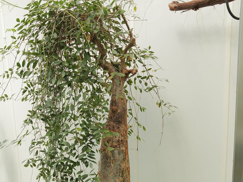 Cyphostemma Laza | Vitaceae