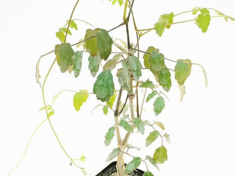 Cyphostemma Laza | Vitaceae
