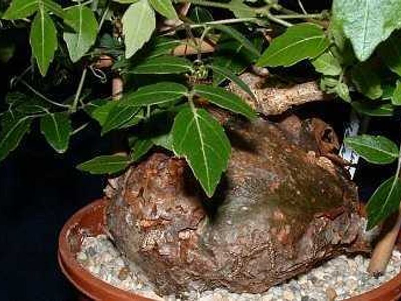 Cyphostemma Laza | Vitaceae