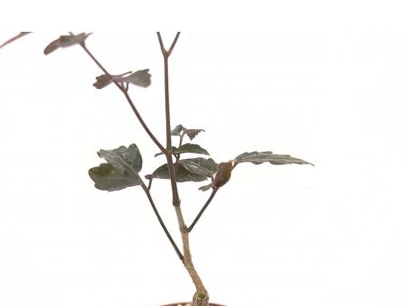 Cyphostemma Laza | Vitaceae