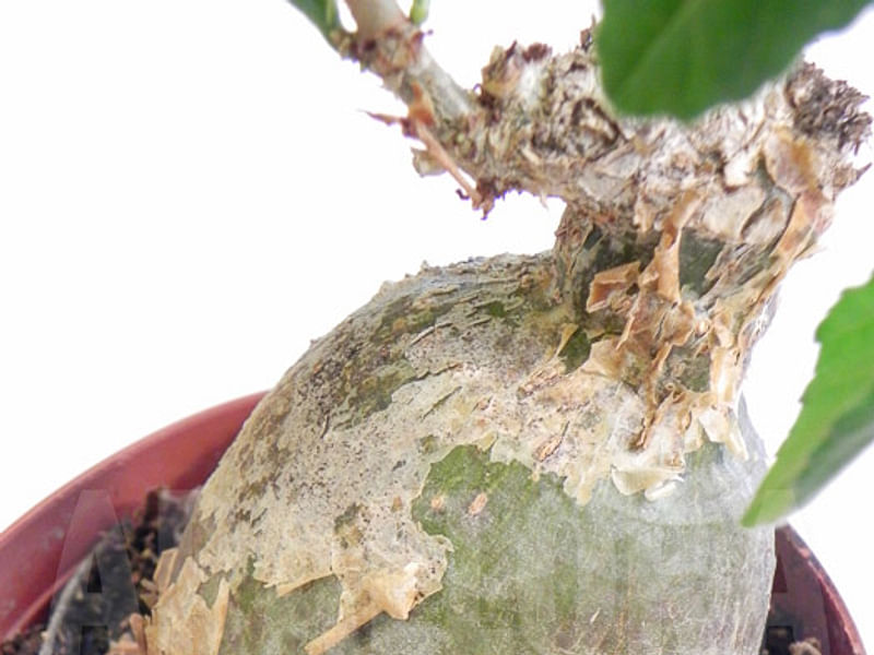 Cyphostemma Laza | Vitaceae
