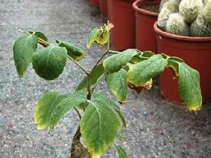 Cyphostemma Laza | Vitaceae