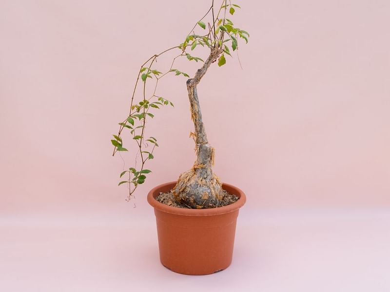 Cyphostemma Laza | Vitaceae