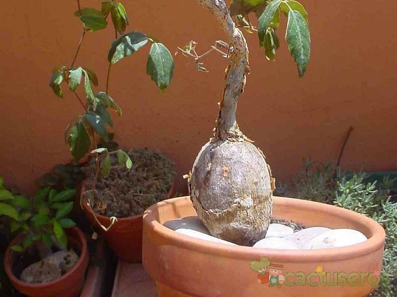 Cyphostemma Laza | Vitaceae