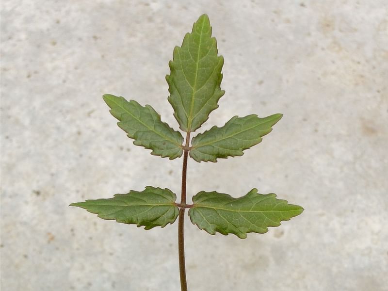 Cyphostemma Laza | Vitaceae