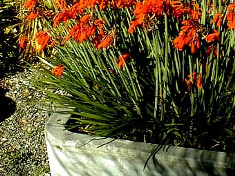 Cyrtanthus Brachyscyphus | Cyrtanthus | Amaryllidaceae