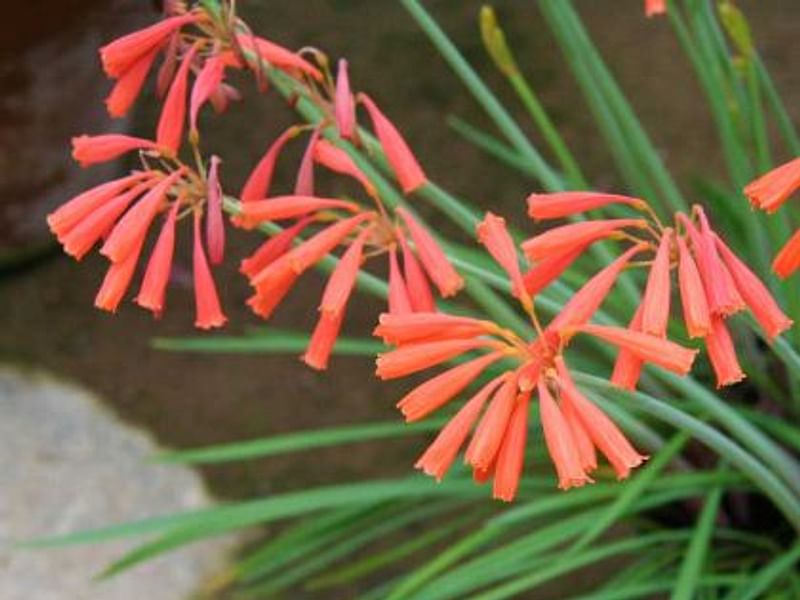 Cyrtanthus Brachyscyphus | Cyrtanthus | Amaryllidaceae