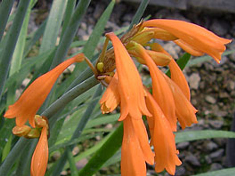 Cyrtanthus Brachyscyphus | Cyrtanthus | Amaryllidaceae