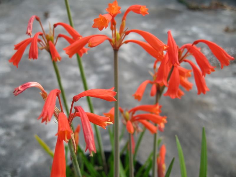Cyrtanthus Brachyscyphus | Cyrtanthus | Amaryllidaceae