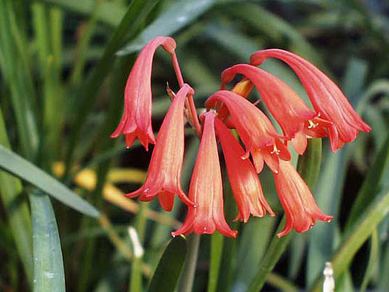Cyrtanthus Brachyscyphus | Cyrtanthus | Amaryllidaceae