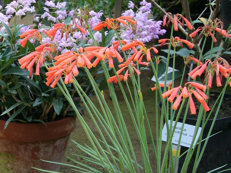 Cyrtanthus Brachyscyphus | Cyrtanthus | Amaryllidaceae