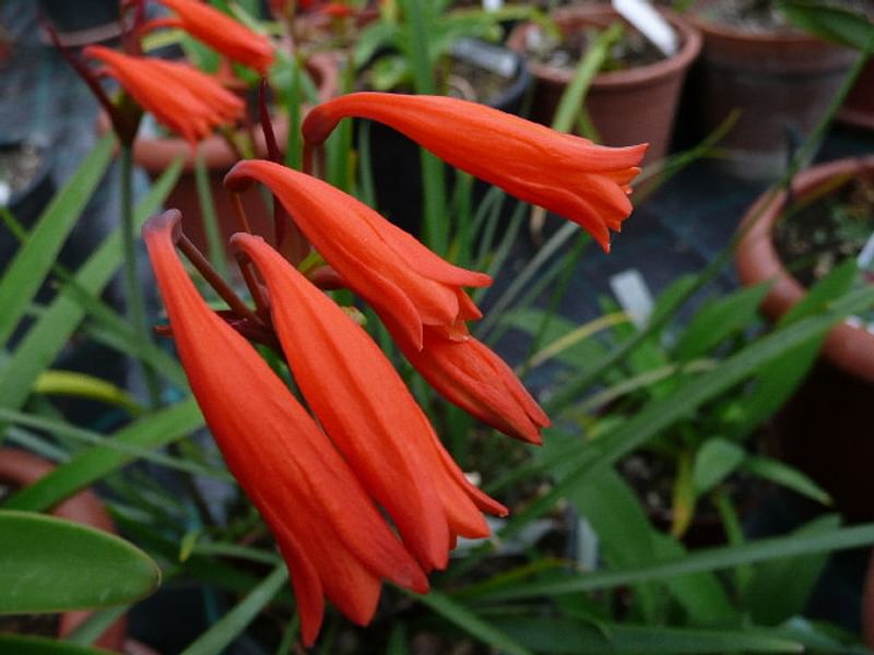 Cyrtanthus Brachyscyphus | Cyrtanthus | Amaryllidaceae