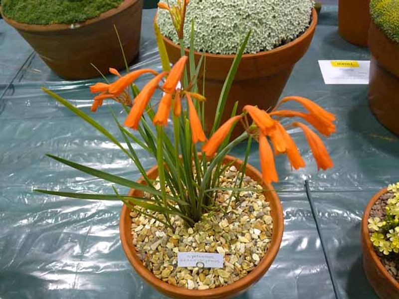 Cyrtanthus Brachyscyphus | Cyrtanthus | Amaryllidaceae