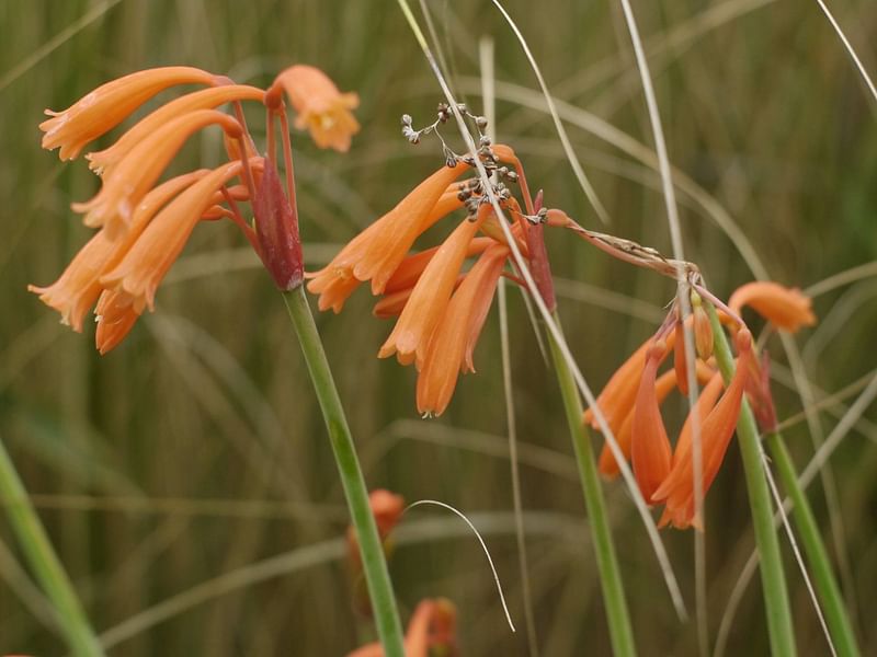 Cyrtanthus Brachyscyphus | Cyrtanthus | Amaryllidaceae