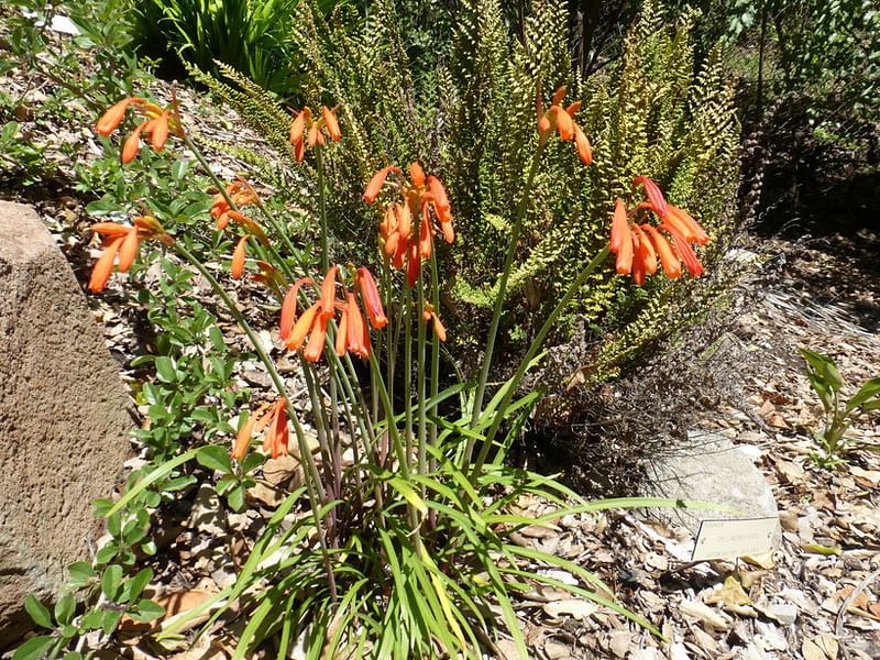 Cyrtanthus Brachyscyphus | Cyrtanthus | Amaryllidaceae
