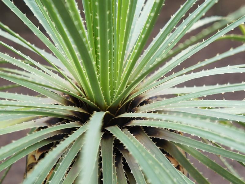 Dasylirion Acrotrichum | Dasylirion | Nolinaceae