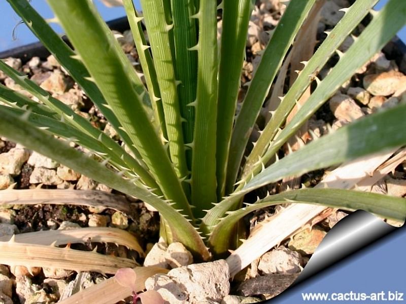 Dasylirion Cedrosanum | Dasylirion | Nolinaceae