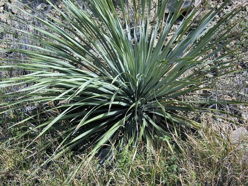 Dasylirion Cedrosanum | Dasylirion | Nolinaceae