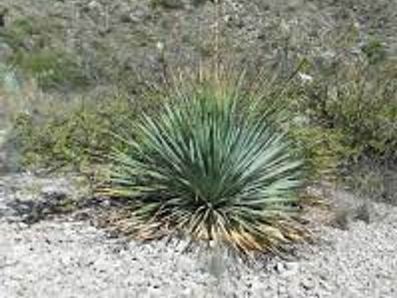 Dasylirion Cedrosanum | Dasylirion | Nolinaceae