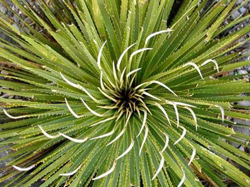 Dasylirion Cedrosanum | Dasylirion | Nolinaceae