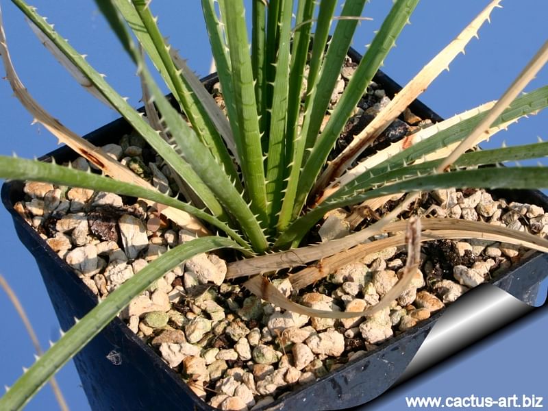 Dasylirion Cedrosanum | Dasylirion | Nolinaceae