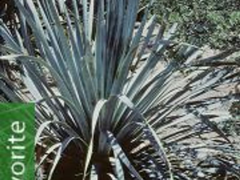 Dasylirion Cedrosanum | Dasylirion | Nolinaceae