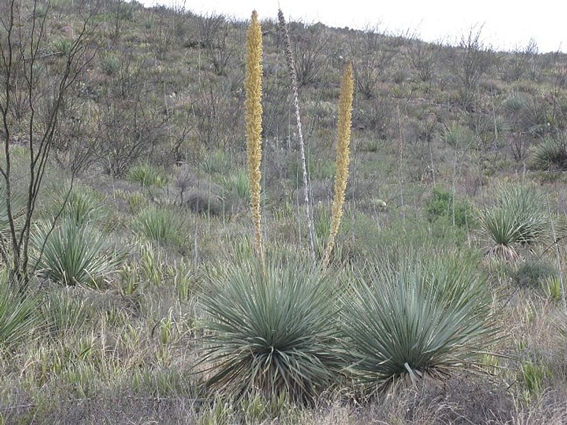 Dasylirion Cedrosanum | Dasylirion | Nolinaceae