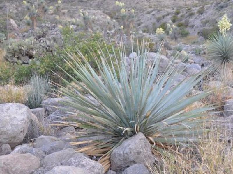 Dasylirion Cedrosanum | Dasylirion | Nolinaceae