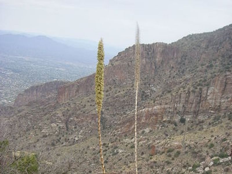 Dasylirion Cedrosanum | Dasylirion | Nolinaceae
