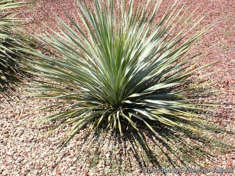Dasylirion | Nolinaceae