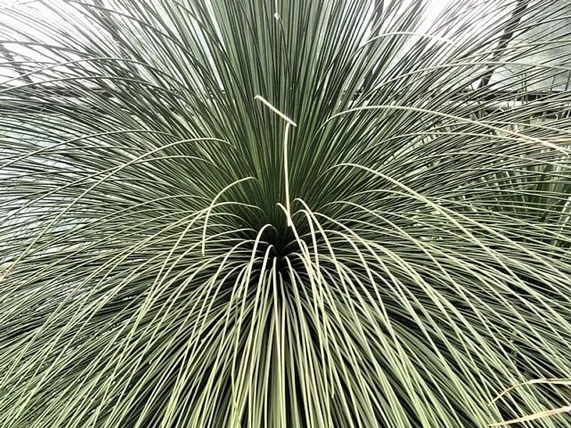 Dasylirion | Nolinaceae