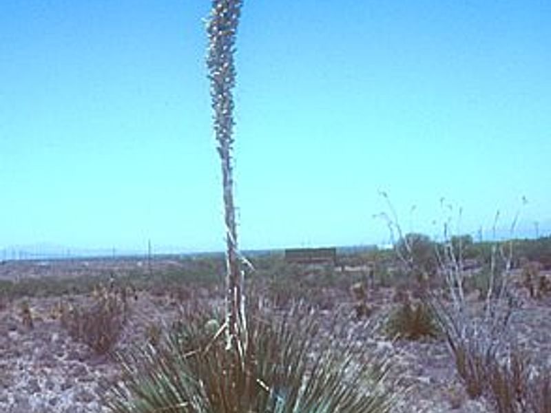 Dasylirion | Nolinaceae