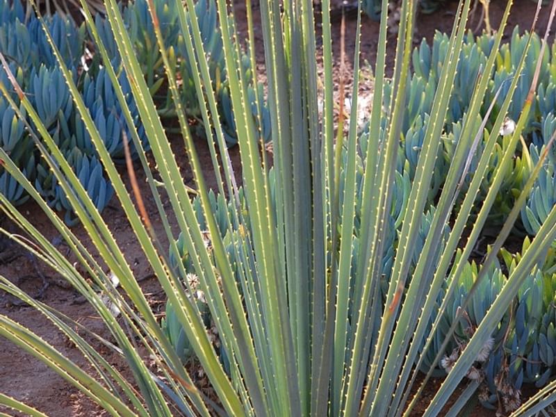 Dasylirion | Nolinaceae