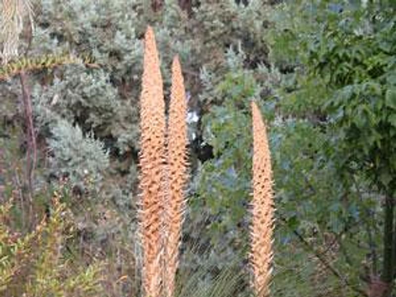 Dasylirion | Nolinaceae
