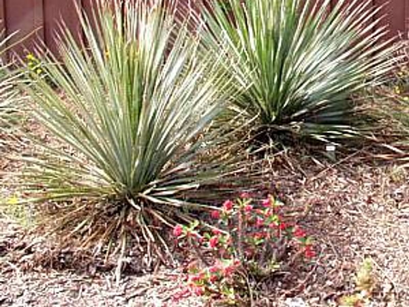 Dasylirion | Nolinaceae