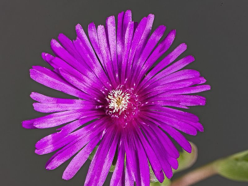 Delosperma | Aizoaceae