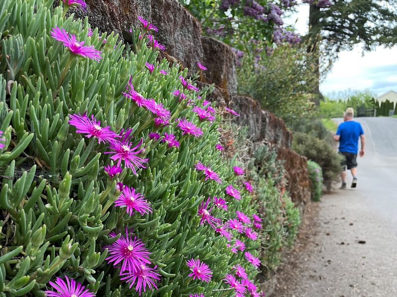 Delosperma | Aizoaceae