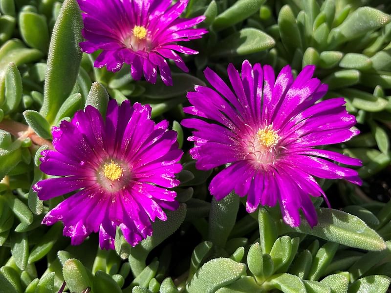 Delosperma | Aizoaceae