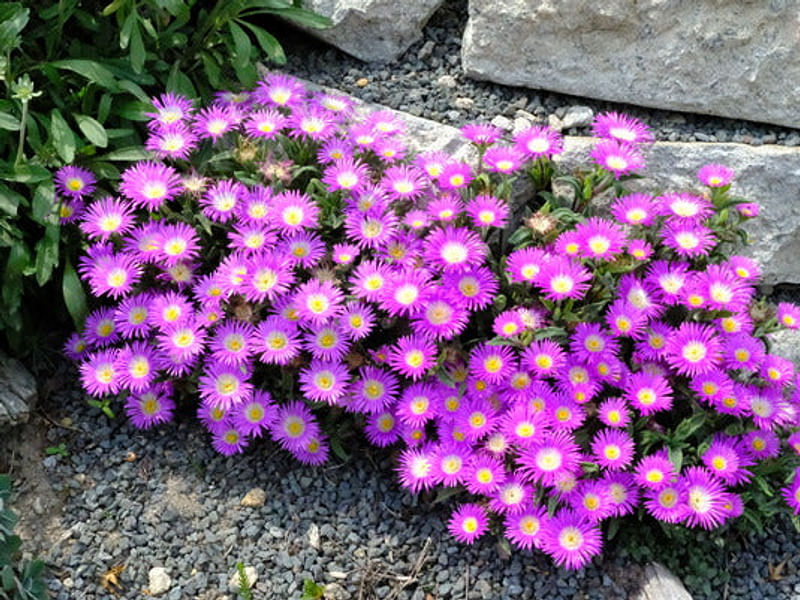 Delosperma | Aizoaceae
