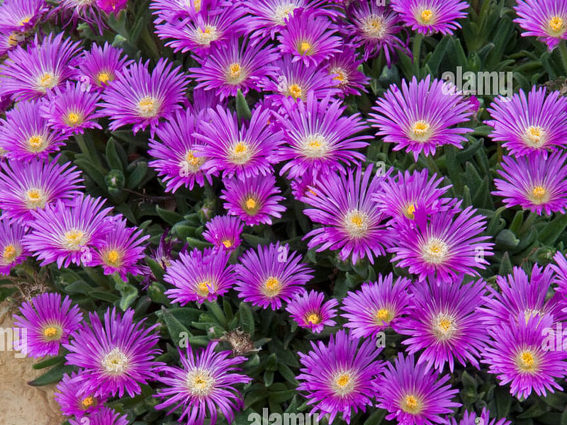 Delosperma Brunnthaleri | Delosperma | Aizoaceae