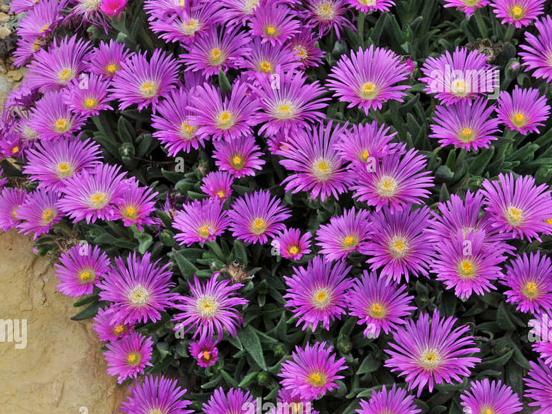 Delosperma Brunnthaleri | Delosperma | Aizoaceae