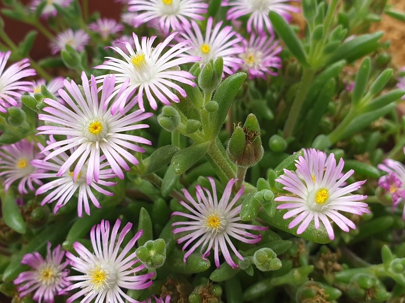 Delosperma Brunnthaleri | Delosperma | Aizoaceae