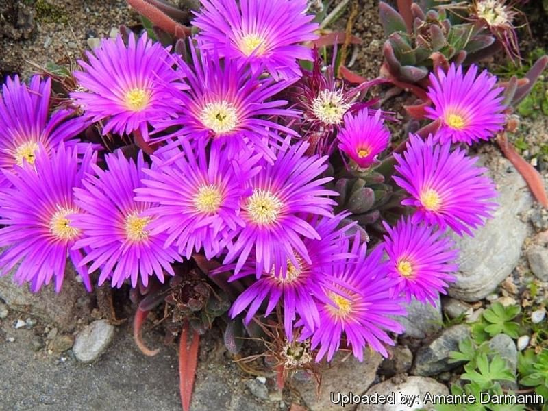 Delosperma Brunnthaleri | Delosperma | Aizoaceae