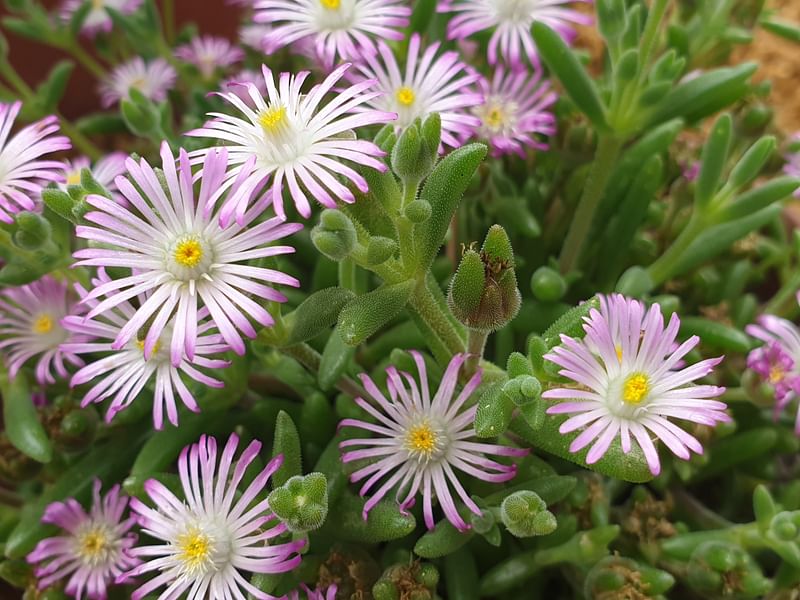 Delosperma Brunnthaleri | Delosperma | Aizoaceae