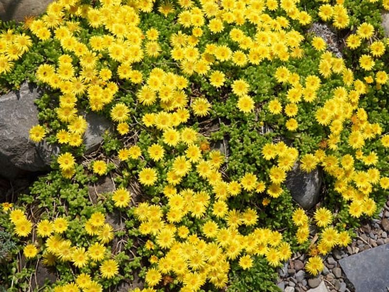 Delosperma Brunnthaleri | Delosperma | Aizoaceae