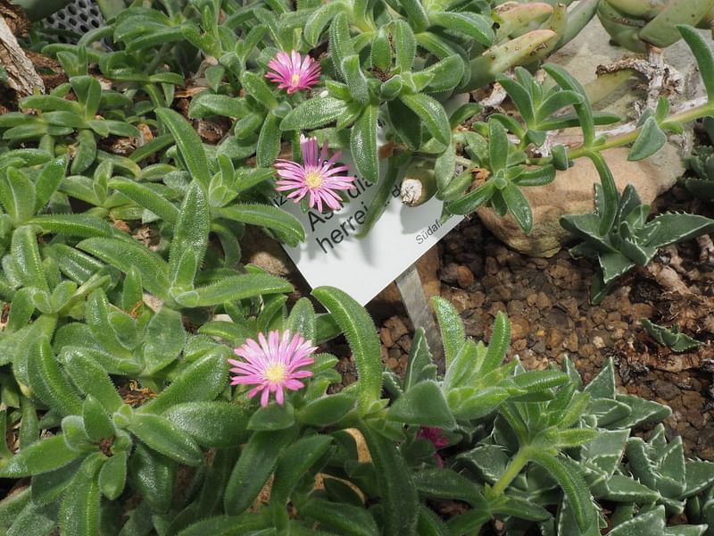 Delosperma Brunnthaleri | Delosperma | Aizoaceae
