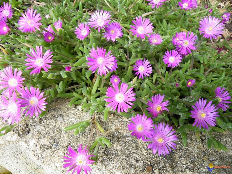 Delosperma Brunnthaleri | Delosperma | Aizoaceae