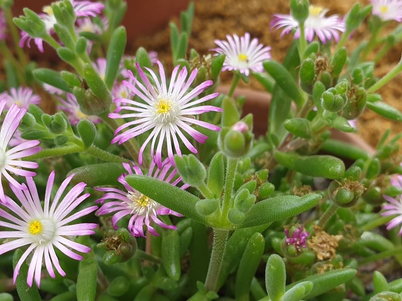 Delosperma Brunnthaleri | Delosperma | Aizoaceae